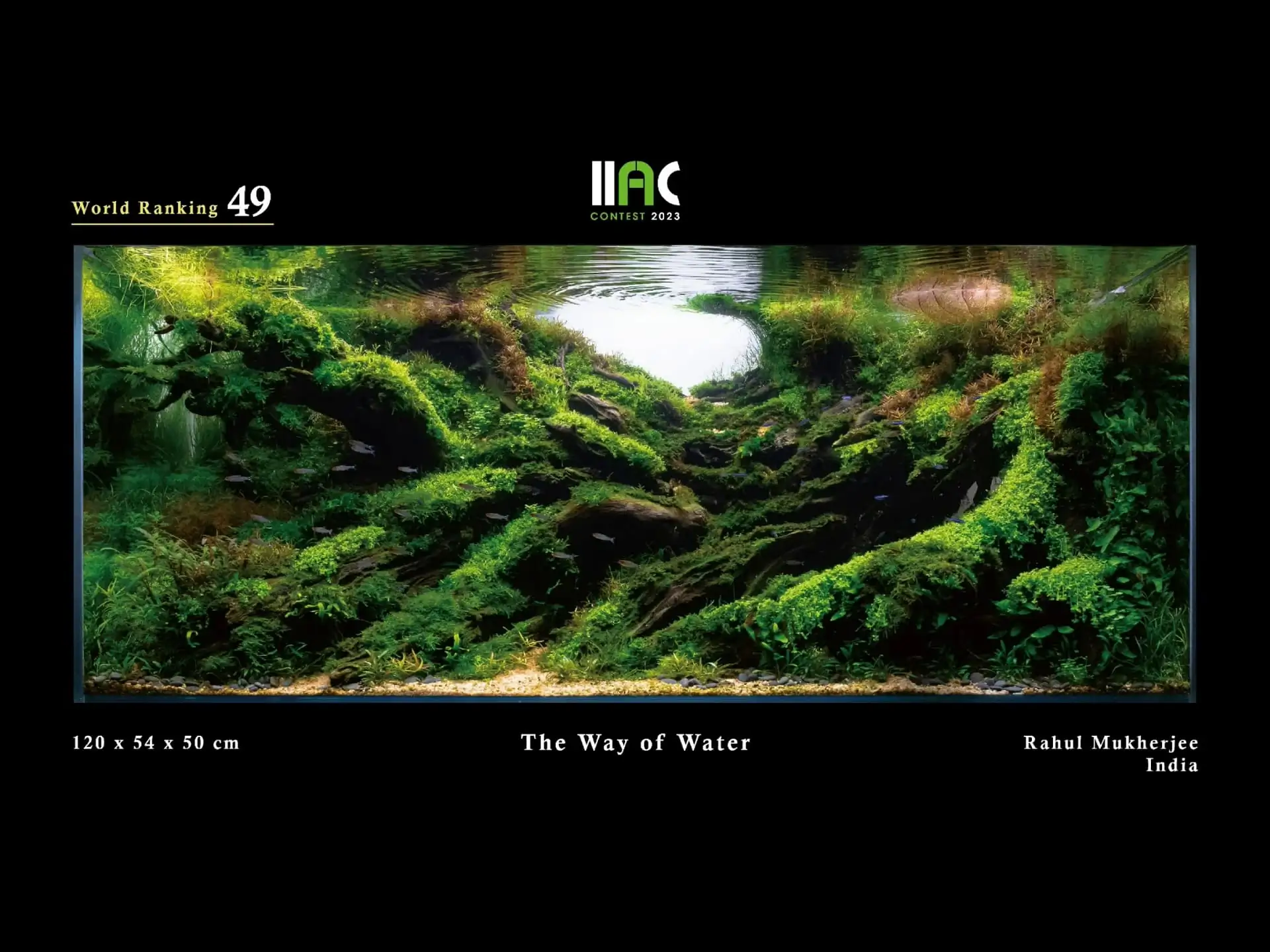 The Way of Water - IIAC 2023 #49 Rahul Mukherjee / India